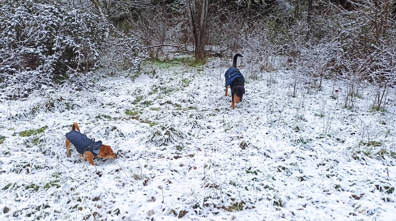 El temporal ha permitido que la capital berciana se tiñera de blanco en la mañana de este sábado